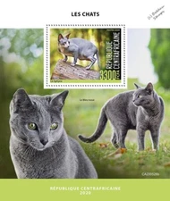 CATS Pets Animals Cat MNH 1v-Stamp Sheet #62 (2020 Central Africa)