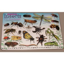 BUGS INSECTS  ARACHNIDS Educational WIPE-OFF TWO-SIDED KIDS PLACEMAT Preschool