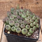 D1419 SULCOREBUTIA RAUSCHII COMPACT FORM pot14-H8-W19 cm MaMa Cactus