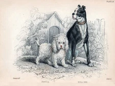 10823.Decor Poster.Room wall.Vintage Art design.Poodle Bull dog illustration