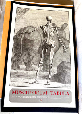 Musculorum Tabula / 1742 by Jan Wandelaar / 1981 Litho Poster / Limited Edition