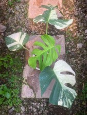 Monstera Jungle Mint , Rare Variegated Monstera, Real Picture, Aroid Houseplant