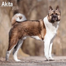 Akita Calendar 2026 - Dogs - Month To View