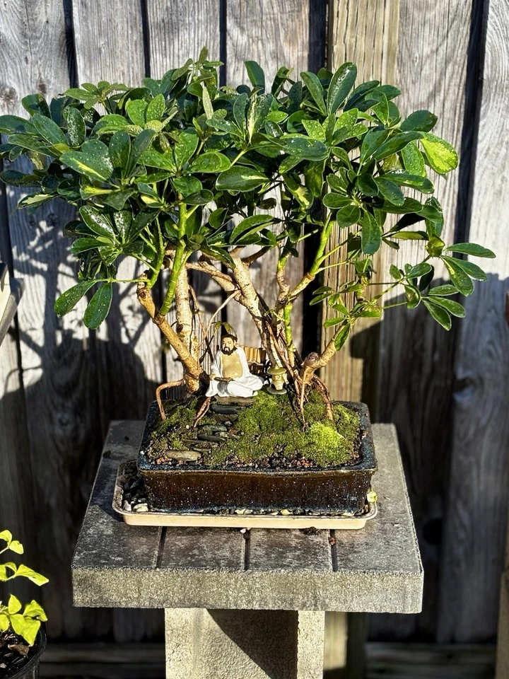 23 YR OLD HAWAIIAN UMBRELLA BONSAI GROVE. TREES WITH BANYAN ROOTS. FREE SHIPPING - Image 3 of 4