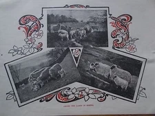 Original 1904 Print AMONG THE LAMBS IN SPRING Lambing B/W Book Illustration 