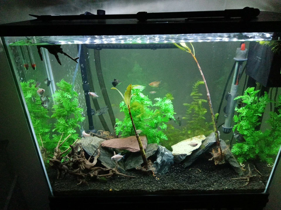 peceras a la venta Todo lo que ves + La planta viva y peces y caracoles Foto 2 de 4
