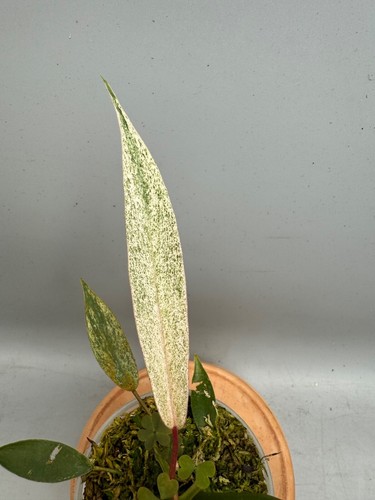 Philodendron joepii albo abigarrado RARO / RARO - Imagen 4 de 7
