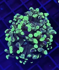 MPC *Splatter Hammer*-WYSIWYG-LIVE CORAL-Zoa-Acan-Euphyllia-sps-lps