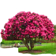 20 SEEDS for Pink Fuchsia CHERRY TREE rare blossom flowering exotic USA Seller