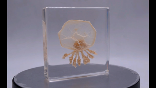 2.9" Real Jellyfish in Clear Lucite Resin Preserved Sea Marine Animal Collection - Video 1 of 1