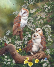 Barn Owl & Bees by Andrew Hutchinson Bird Wildlife Nature Fine Art Print 22x27