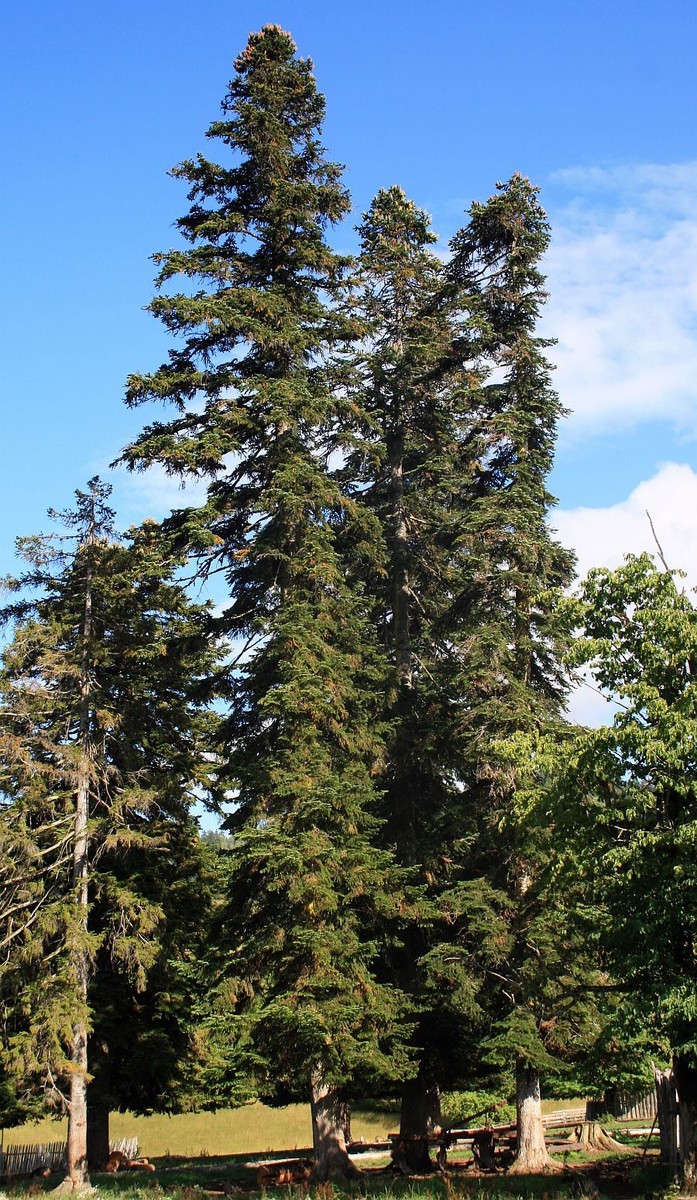 Abies Nordmanniana Nordman Fir, Christmas Tree, Caucasian Fir