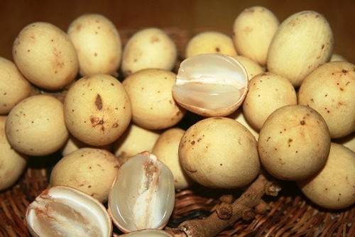 Wholesale Langsat ( Lansium Domesticum ) Fruit Plant Live Fruit Tree