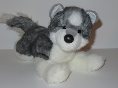 grey and white husky puppy