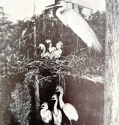 Egrets In Nest With Young 1936 Bird Print Nature Collectible Ephemera DWU13