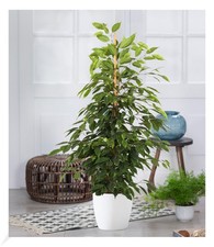 Ficus benjamini "Exotica" ca. 80 cm hoch,1 Pflanze Birkenfeige Zimmerpflanze