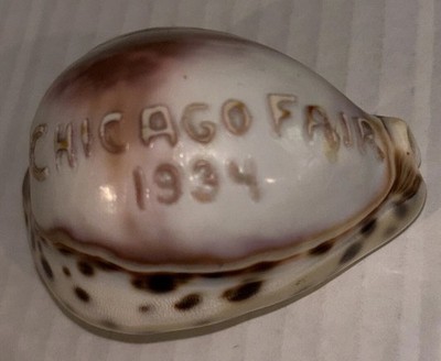 Vintage 1934 Chicago Worlds Fair Shell Souvenir Tiger Cowrie Century of Progress