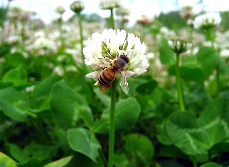 40 grams White Ladino Clover seed. Stabilize Nitrogen, Feed Bees, Pasture Forage