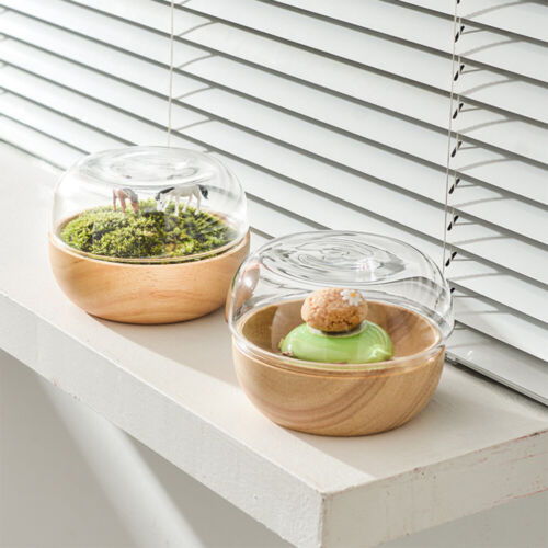 Set of 2 Contenitori Per Dolci Ciotola Da Dessert Coperchio Noci