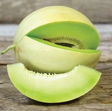20 Quality Fresh Newly Harvested Green Flesh Honeydew Premium Melon Seeds-A 39