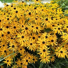500+ Pacific Northwest Rudbeckia Hirta Black Eyed Susan Seeds