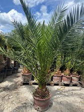 Palme Phoenix Canariensis HÖHE 2,5 Meter Winterhart -12 Grad Dattelpalme Spanien