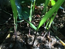 4 Germinated Rooted Live Sugarcane Plants, Garden Organic Sugar Cane Green