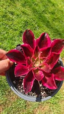 Aeonium Chanel Medusa Pink Witch variegated rooted succulent plant Rare 8cm  UK