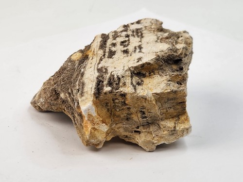 Petrified Laurel Wood with Druzy Quartz - Coker Fm. - AL - Picture 11 of 19