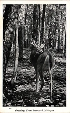 RPPC Real Photo Deer Looking Back In Woods Ironwood Michigan c1930 Postcard