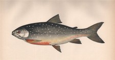 ARCTIC CHARR Salvelinus alpinus Torgoch Hudson Bay Salmon COUCH Fish 1862