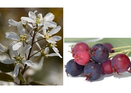 10 Samen Felsenbirne, Edelweißstrauch (Amelanchier ovalis), tolle Blüte, essbar - Bild 1 von 4