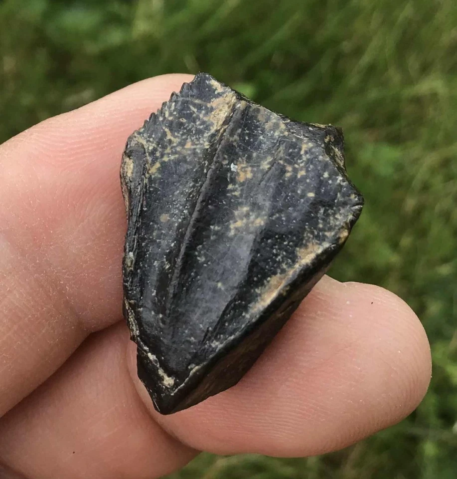 Batyrosaurus iguanodon fossil tooth dinosaur UK Jurassic world - Image 4 of 4