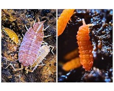 Combo Pack - Fire Orange Springtails 25ct Powder Orange Isopods 25ct 