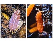Combo Pack - Fire Orange Springtails (25ct) Powder Orange Isopods (25ct)