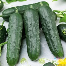 25+ Poinsett 76 Cucumber Seeds for Garden Planting - USA - FREE SHIPPING!
