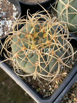 monstera cut leaves Rooted Cutting Monstera Blanchetii  Tropical Houseplant