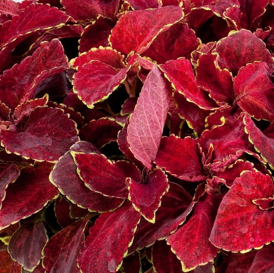 Coleous Red 1 Pack 100 Red Coleus Seeds Coleus Blumei Garden Flower | eBay