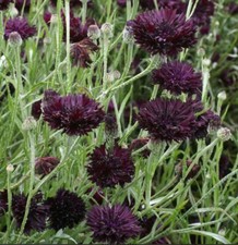 Cornflower / Bachelor Button BLACK BALL Purple Cut Flowers USA Non-GMO 400 Seeds