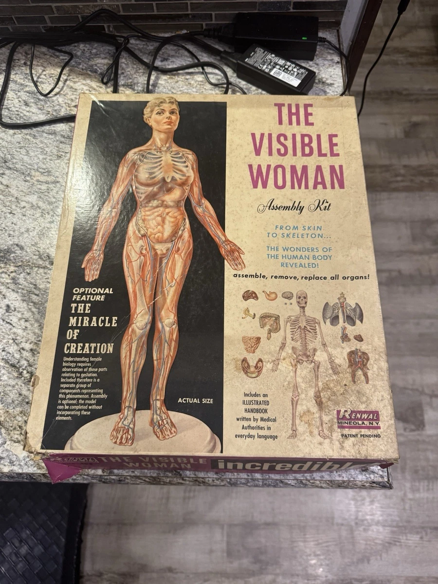 Visible Woman Indiana OTHER Models & Kits for sale | eBay