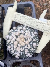 Astrophytumasteriasvar.hanazono cactus Succulent  plants seedinggrowth WYSIWYG