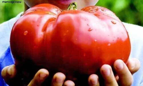 DELICIOSO TOMATE - TOMATE GIGANTE, FRUTAS DE MÁS DE 3 KG, 25 SEMILLAS + GRATIS - Imagen 3 de 3