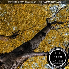 100 Black Birch/ Cherry Birch/ Sweet Birch (Betula Lenta) TREE SEEDS -Birch Beer