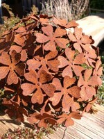 Edelrost Blume Hortensie Edelrostblume Metallblume Blume Rost Garten