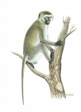 Zielony kot morski naczelne krewni kotów morskich - obraz z nadrukiem artystycznym - 25,5 x 17,5 cm