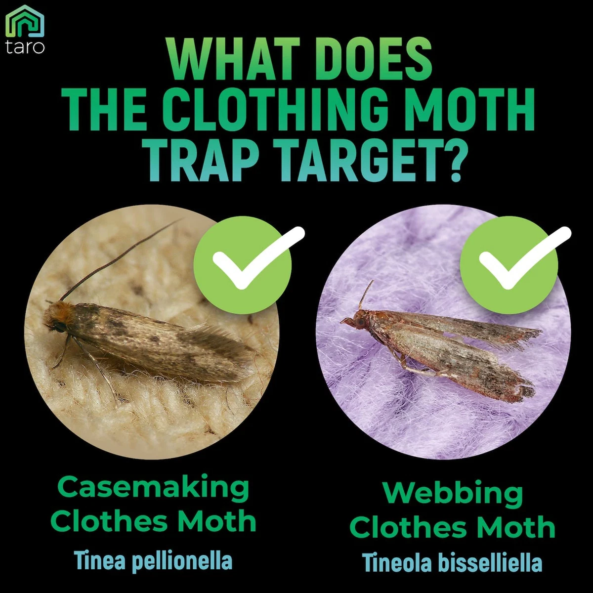 Moth traps deals