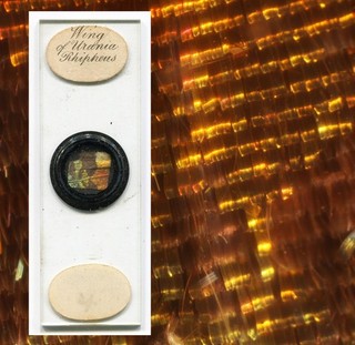 Madagascar Sunset Moth Wing Microscope Slide by Edmund Wheeler ca. 1880