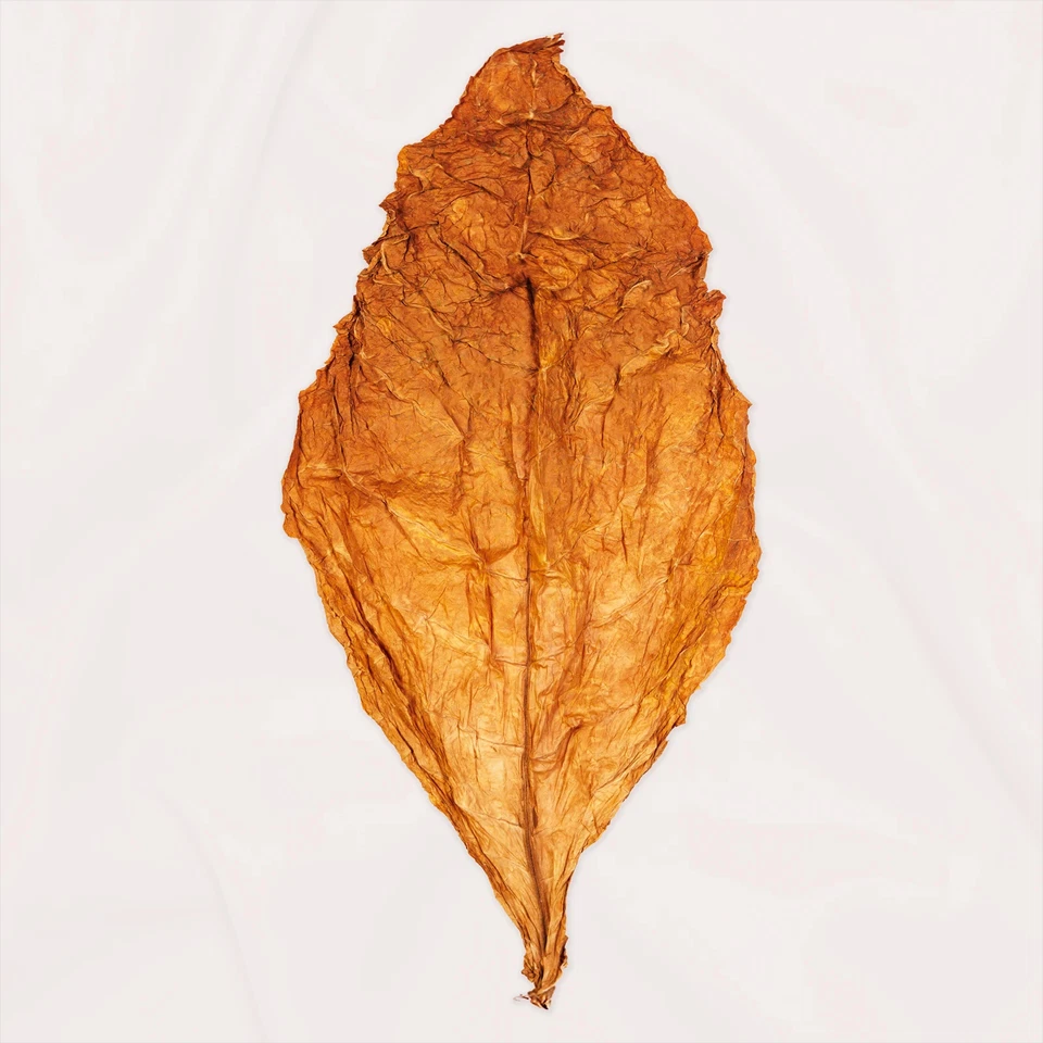 Rohe Burley-Tabakblätter der Klasse I - Premium - Bild 3 von 4