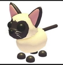 Adopt Siamese Cat full grown   Cheap And Fast Delivery  No Pot Read Desc