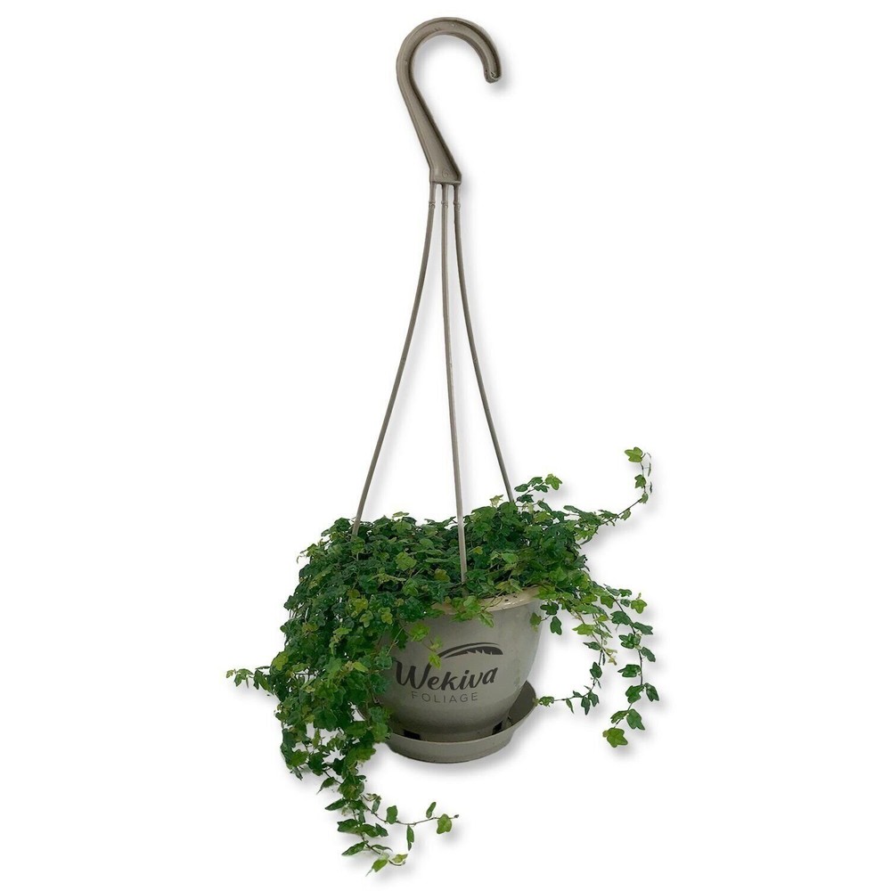 Enchanting String of Frogs Hanging Basket - Live in a 4.5 Inch Hanging Basket